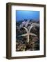 A Sea Star Clings to a Diverse Reef Near the Island of Bangka, Indonesia-Stocktrek Images-Framed Photographic Print