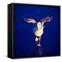 A Seagull on a Frozen Pond-graphicphoto-Framed Stretched Canvas