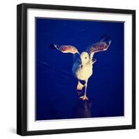 A Seagull on a Frozen Pond-graphicphoto-Framed Photographic Print