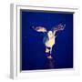 A Seagull on a Frozen Pond-graphicphoto-Framed Photographic Print