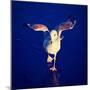 A Seagull on a Frozen Pond-graphicphoto-Mounted Photographic Print