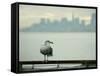 A Seagull Rests on a Rail in Sausalito, Calif.-null-Framed Stretched Canvas