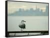 A Seagull Rests on a Rail in Sausalito, Calif.-null-Framed Stretched Canvas