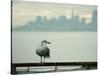 A Seagull Rests on a Rail in Sausalito, Calif.-null-Stretched Canvas