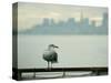 A Seagull Rests on a Rail in Sausalito, Calif.-null-Stretched Canvas