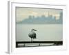 A Seagull Rests on a Rail in Sausalito, Calif.-null-Framed Photographic Print