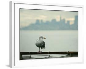 A Seagull Rests on a Rail in Sausalito, Calif.-null-Framed Photographic Print