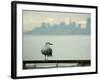 A Seagull Rests on a Rail in Sausalito, Calif.-null-Framed Photographic Print