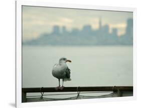 A Seagull Rests on a Rail in Sausalito, Calif.-null-Framed Photographic Print