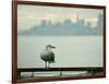 A Seagull Rests on a Rail in Sausalito, Calif.-null-Framed Photographic Print