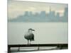 A Seagull Rests on a Rail in Sausalito, Calif.-null-Mounted Photographic Print