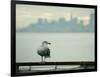 A Seagull Rests on a Rail in Sausalito, Calif.-null-Framed Photographic Print