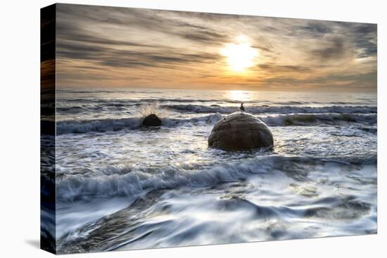 A seagull sat on a Moeraki Boulders at sunrise, Otago, South Island, New Zealand-Ed Rhodes-Stretched Canvas