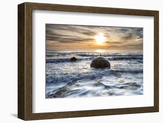 A seagull sat on a Moeraki Boulders at sunrise, Otago, South Island, New Zealand-Ed Rhodes-Framed Photographic Print