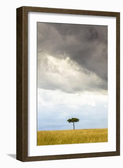 A Secluded Acacia Tree Against The Spectacular Sky In The Maasai Mara, Kenya-Axel Brunst-Framed Photographic Print