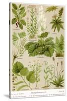 A Selection of 11 Healing Plants and Herbs Including Camomile and Rhubarb-null-Stretched Canvas