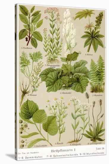 A Selection of 11 Healing Plants and Herbs Including Camomile and Rhubarb-null-Stretched Canvas