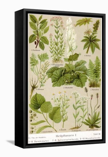 A Selection of 11 Healing Plants and Herbs Including Camomile and Rhubarb-null-Framed Stretched Canvas