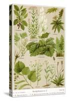 A Selection of 11 Healing Plants and Herbs Including Camomile and Rhubarb-null-Stretched Canvas