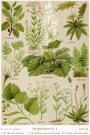 https://imgc.allpostersimages.com/img/posters/a-selection-of-11-healing-plants-and-herbs-including-camomile-and-rhubarb_u-L-Q1HD10G0.jpg?artPerspective=n
