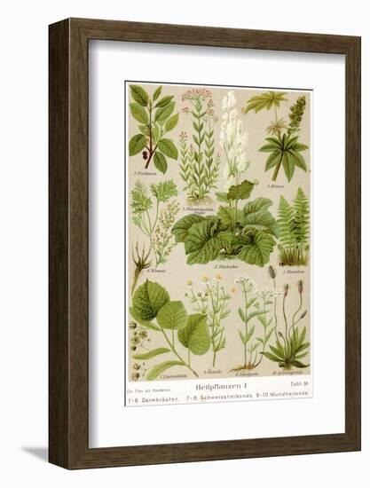 A Selection of 11 Healing Plants and Herbs Including Camomile and Rhubarb-null-Framed Photographic Print