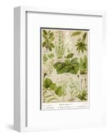 A Selection of 11 Healing Plants and Herbs Including Camomile and Rhubarb-null-Framed Photographic Print