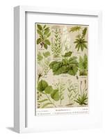 A Selection of 11 Healing Plants and Herbs Including Camomile and Rhubarb-null-Framed Photographic Print