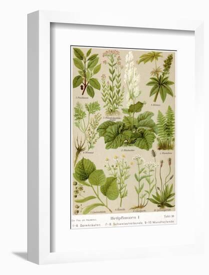 A Selection of 11 Healing Plants and Herbs Including Camomile and Rhubarb-null-Framed Photographic Print