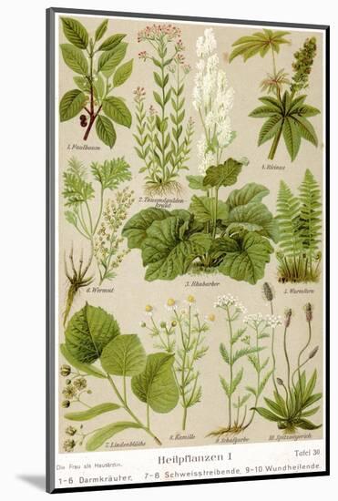 A Selection of 11 Healing Plants and Herbs Including Camomile and Rhubarb-null-Mounted Photographic Print