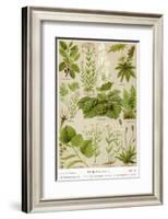 A Selection of 11 Healing Plants and Herbs Including Camomile and Rhubarb-null-Framed Photographic Print