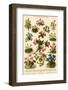A Selection of Alpine Plants, Including Violets and Edelweiss-null-Framed Photographic Print