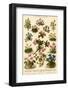 A Selection of Alpine Plants, Including Violets and Edelweiss-null-Framed Photographic Print