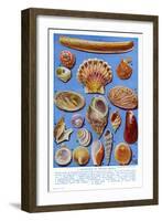 A Selection of British Shells-Ernest Aris-Framed Art Print