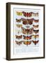 A Selection of Common British Moths-Ernest Aris-Framed Art Print