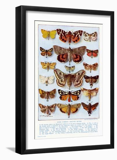 A Selection of Common British Moths-Ernest Aris-Framed Art Print