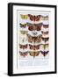 A Selection of Common British Moths-Ernest Aris-Framed Art Print