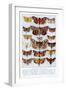 A Selection of Common British Moths-Ernest Aris-Framed Art Print