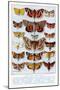 A Selection of Common British Moths-Ernest Aris-Mounted Art Print