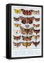 A Selection of Common British Moths-Ernest Aris-Framed Stretched Canvas