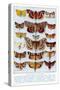 A Selection of Common British Moths-Ernest Aris-Stretched Canvas