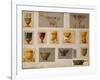 A Selection of Designs from the House of Faberge Including Bowls Goblets Cups and Tumblers-null-Framed Giclee Print