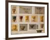 A Selection of Designs from the House of Faberge Including Bowls Goblets Cups and Tumblers-null-Framed Giclee Print