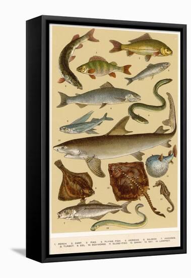 A Selection of Fish-null-Framed Stretched Canvas