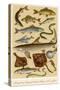 A Selection of Fish-null-Stretched Canvas