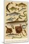 A Selection of Fish-null-Mounted Premium Giclee Print