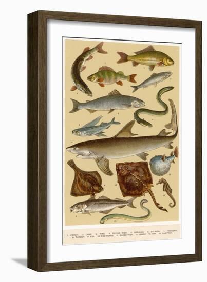 A Selection of Fish-null-Framed Art Print