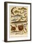 A Selection of Fish-null-Framed Art Print