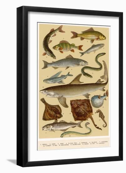 A Selection of Fish-null-Framed Art Print
