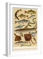 A Selection of Fish-null-Framed Art Print