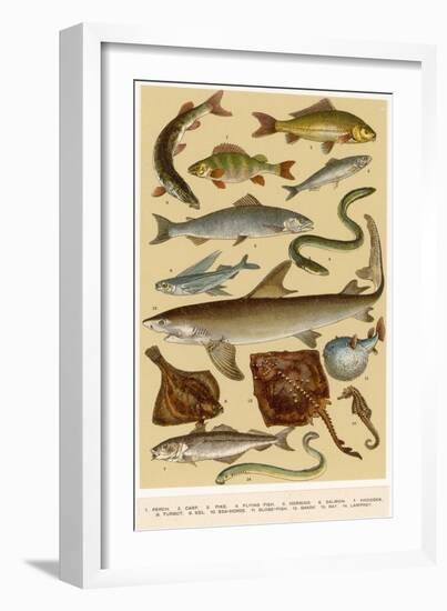 A Selection of Fish-null-Framed Art Print